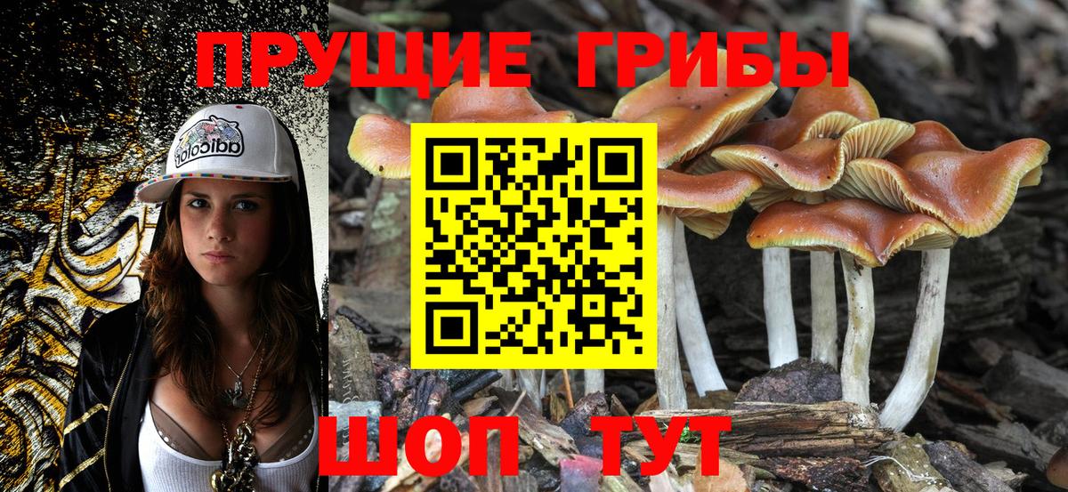 Псилоцибиновые грибы Psilocybe Ялуторовск